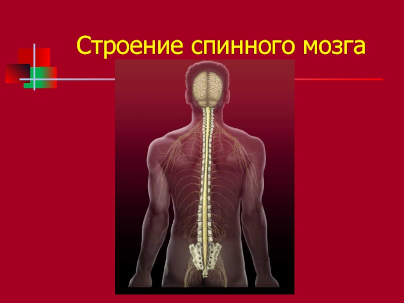 Характеристика нервной системы человека презентация