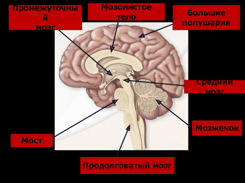 Мост и мозжечок строение. Строение мозолистого тела. Мозолистое тело мозга. Мозолистое тело среднего мозга. Продолговатый мозг,мост,средний мозг, мозжечок,промежуточный.