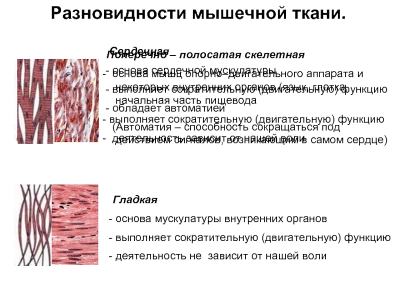 Изображение поперечно полосатой мышечной ткани. Поперечно-полосатая Скелетная мышечная ткань. Поперечнополосатая мышечная ткань строение. Поперечно Скелетная мышечная ткань. Гладкая мышечная ткань гистология.