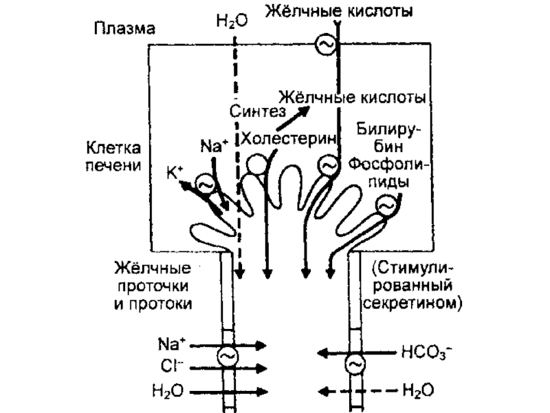 Энтерогепатическая регуляция желчных кислот схема по биохимии