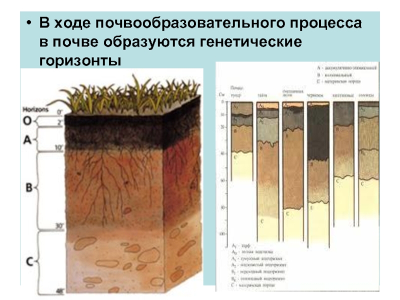 Почвы формируется в условиях избыточного увлажнения