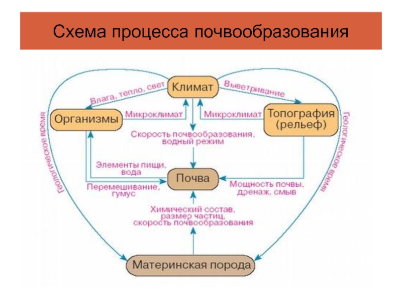 Схема почвообразовательного процесса