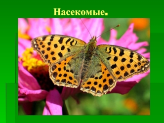 Класс Насекомые