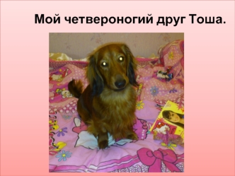 Мой четвероногий друг Тоша.