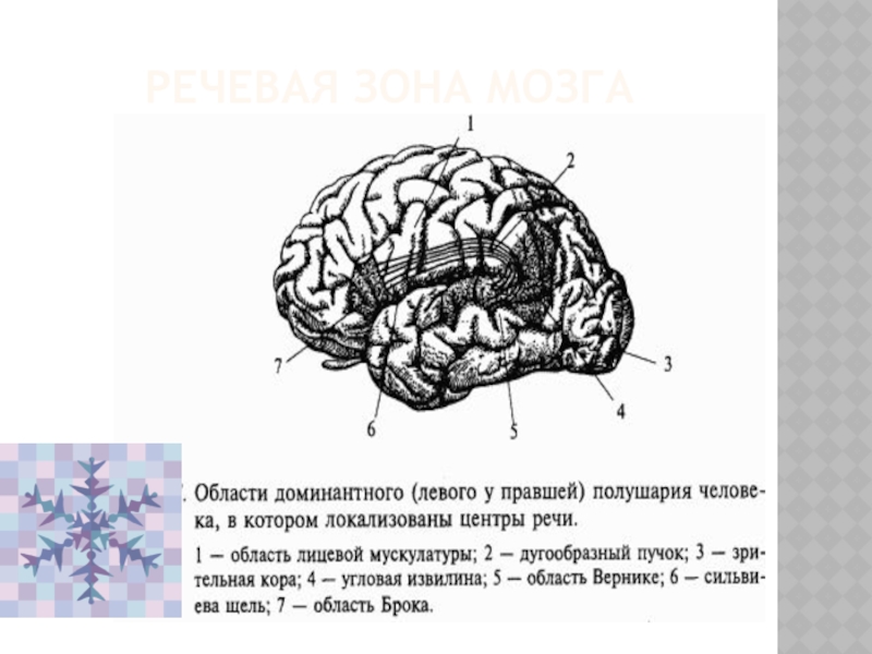 Центр речи в мозге человека. Речевые зоны мозга. Речевые зоны мозга и их функции. Функции доминантного полушария. Магнит на речевые зоны.
