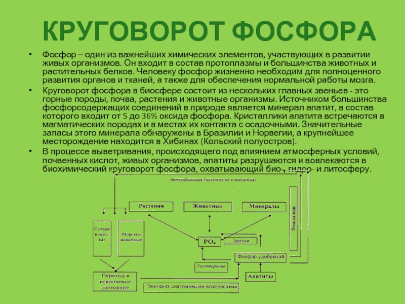 Роль живых организмов в биосфере схема