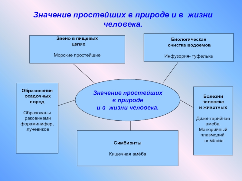 План конспект значение простейших в природе и жизни человека