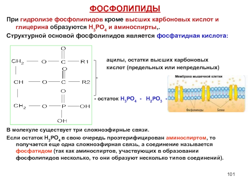 Схема образования фосфатидной кислоты содержащей остатки арахиновой и олеиновой кислот