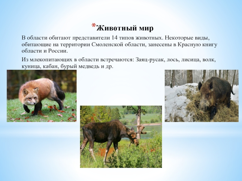 Животные Смоленской Области Фото