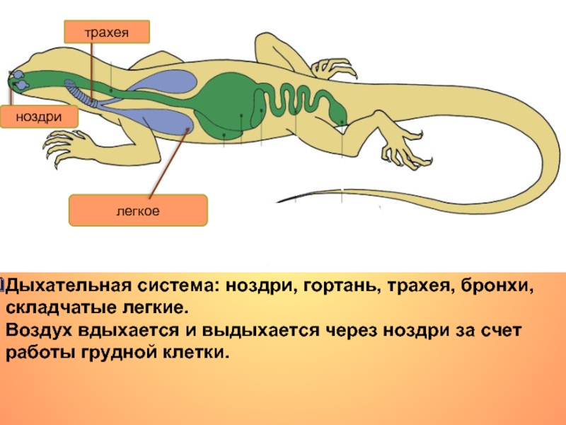 Рептилии дышат кожей. Дыхательная рептилий система рептилий. Дыхательная система пресмыкающихся. Дыхательная система пресмыкающиеся рептилии. Строение дыхательной системы пресмыкающихся.