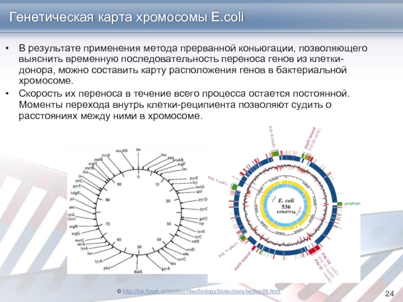 Генетическая карта микроорганизмов