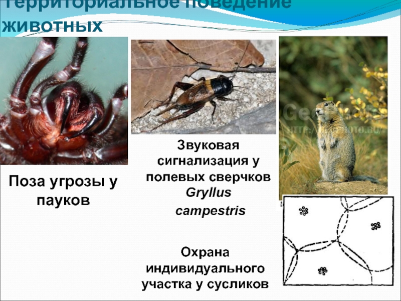 Социальное поведение животных презентация