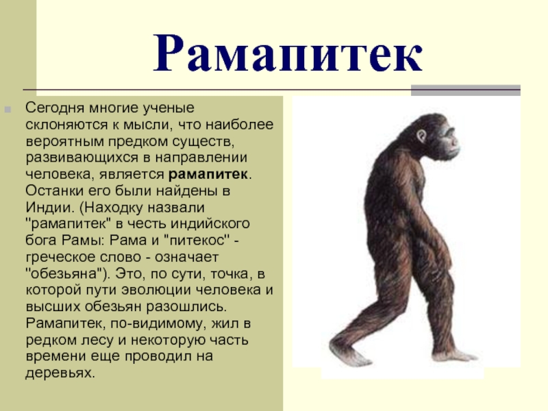 Человек единственный род животных в процессе эволюции. Рамапитек австралопитек. Дриопитек рамапитек австралопитек. Рамапитек Возраст. Дриопитек Возраст.