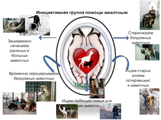 Инициативная группа помощи животным