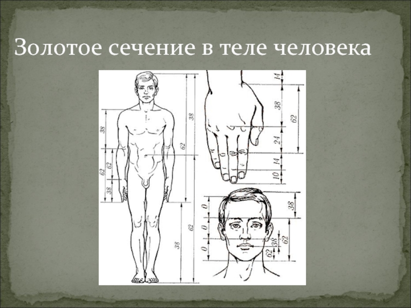 Проект золотое сечение в теле человека