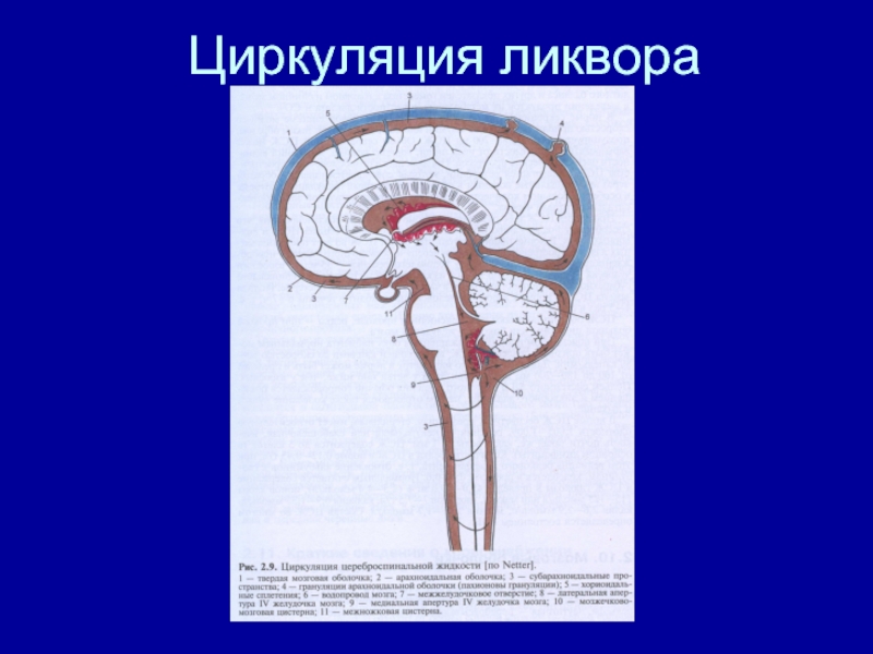 Циркуляция ликвора в головном мозге схема