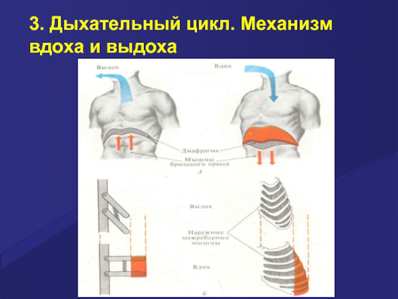 Механизм дыхания легких. Дыхательный цикл. Механизм вдоха и выдоха. Механизм дыхательного цикла. Дыхательный цикл вдох и выдох.