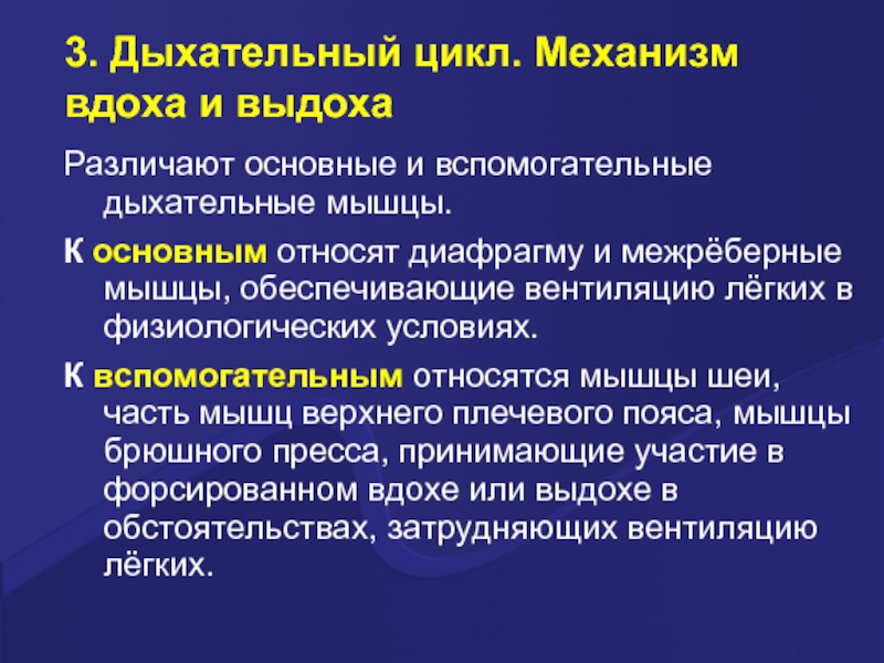 Мышцы дыхания выдох. Механизмы обеспечивающие дыхательный цикл. Мышцы выдоха основные и вспомогательные. Дыхательные мышцы и их функции. Механизм вентиляции легких.