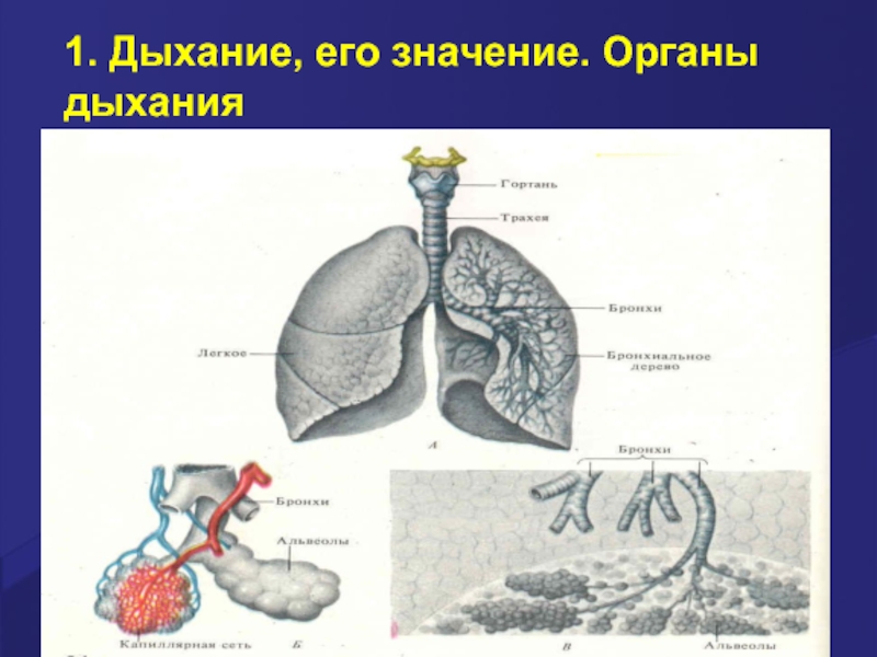 Легкие 8 класс кратко. Конспект по биологии дыхательная система 8 класс. Значение дыхательной системы. Значение органов дыхания. Дыхание и его значение органы дыхания.
