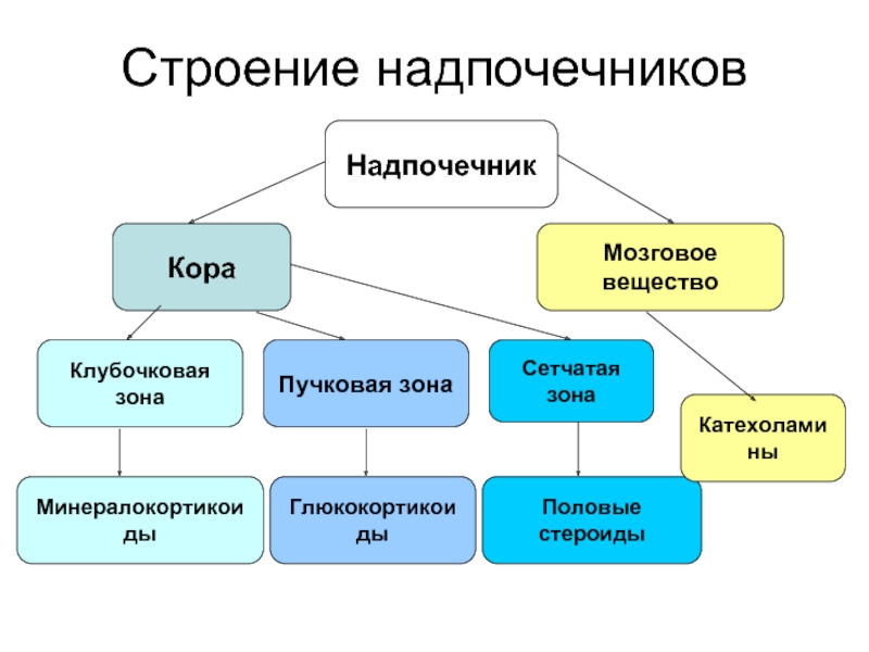 3 слоя надпочечников