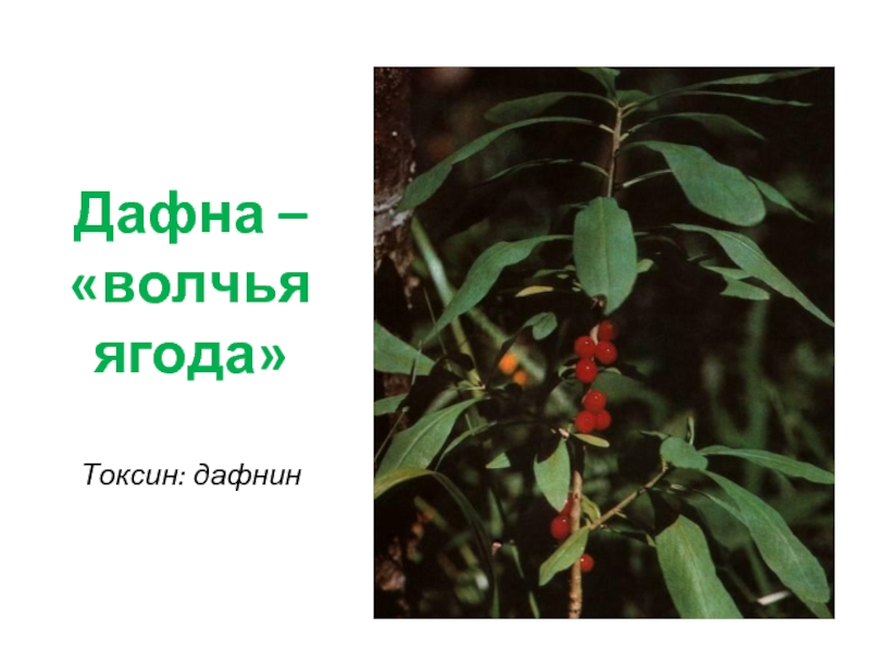 Дафна – «волчья ягода»  Токсин: дафнин