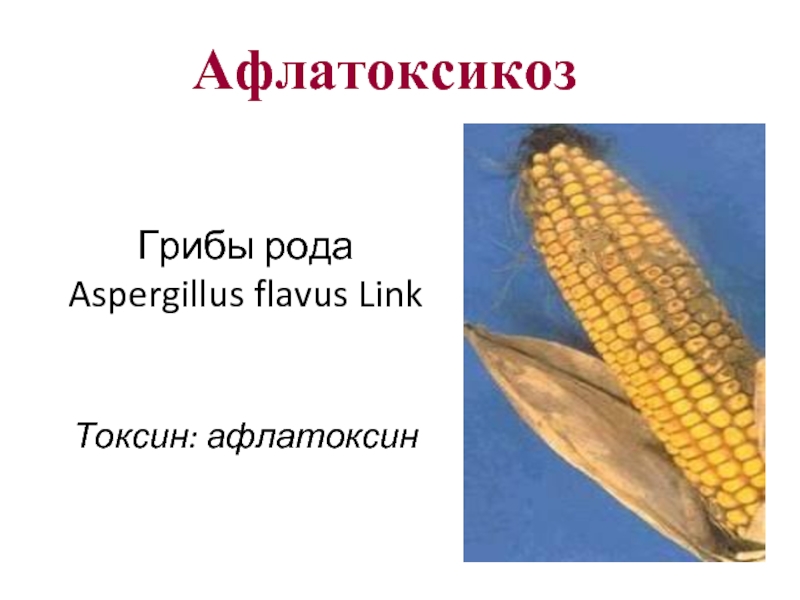 Грибы рода  Aspergillus flavus Link    Токсин: афлатоксин Афлатоксикоз