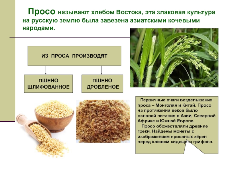 Бахчевая культура на кашу