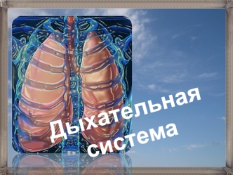 Дыхательная система