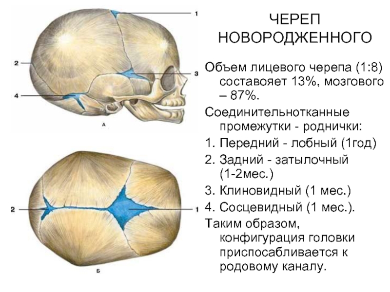 Размер родничка норма. Швы и роднички черепа анатомия. Роднички новорожденного анатомия черепа. Сосцевидный Родничок черепа. Строение родничков черепа новорожденного.
