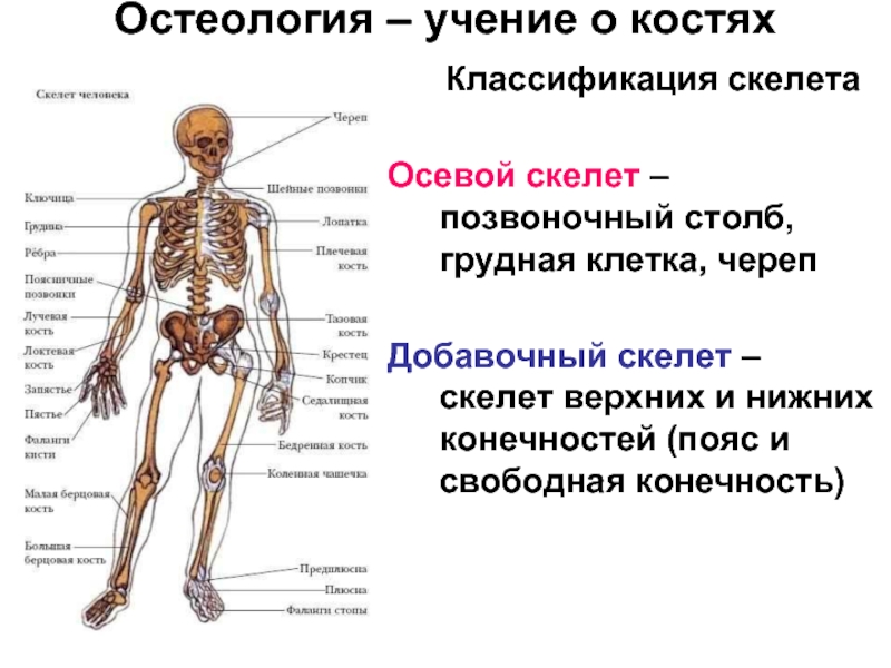 Осевой скелет человека