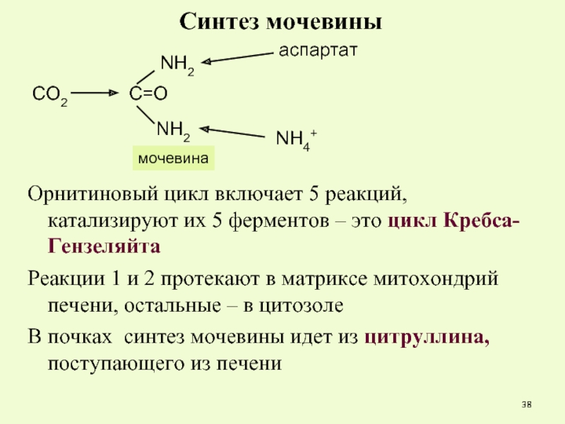 Орнитиновый цикл реакции. Суммарное уравнение синтеза мочевины. Суммарное уравнение цикла мочевины. Биосинтез мочевины реакции. Цикл мочевины биохимия кратко.