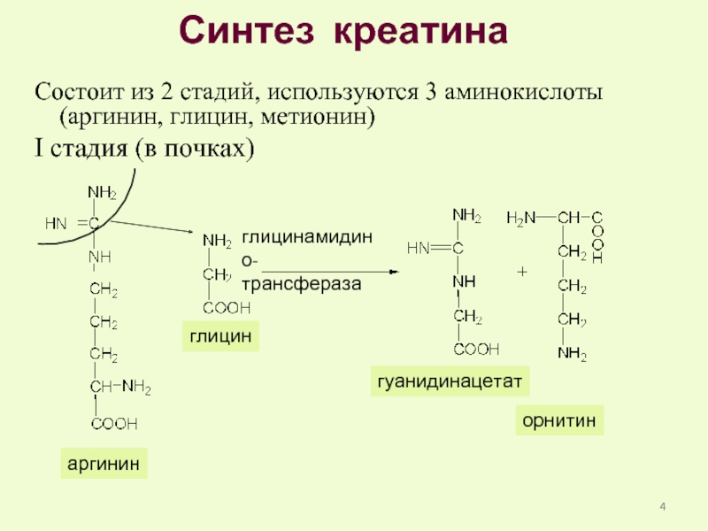 Синтез креатинина. Аминокислота аргинин биохимия. Аминокислота которая синтезируется из глицина. Синтез креатина биохимия реакции. Креатин из аргинин, метионин и глицин.