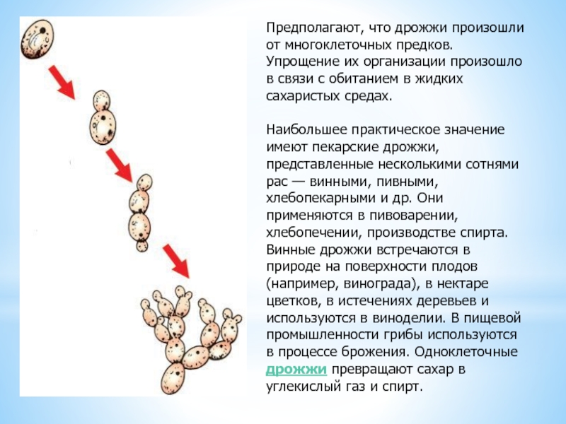 На рисунке представлены дрожжи какое свойство