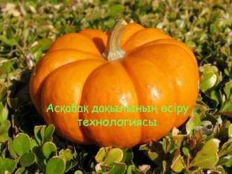 Асқабақ дақылының өсіру технологиясы