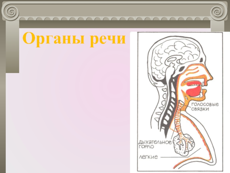 Органы речи. Речевые органы. Органы речи человека. Речевые органы человека.