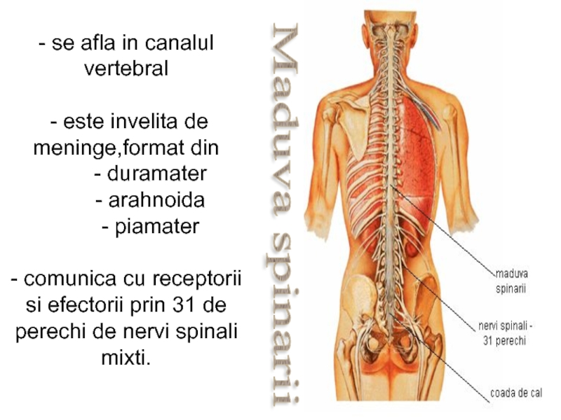 aschelminthes sistemul nervos)