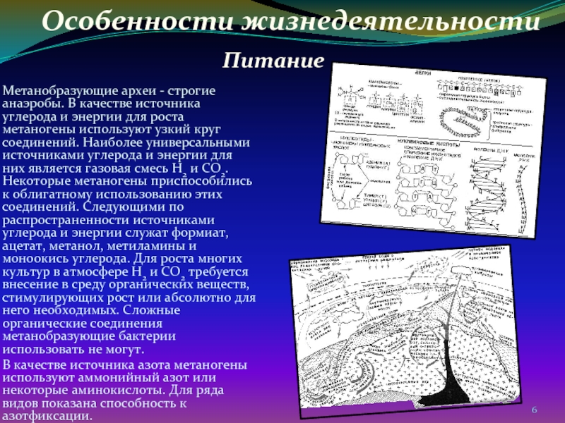 Метаногены. Метанобразующие археи. Особенности жизнедеятельности архебактерий. Метаногены представители. Метаногены анаэробы.