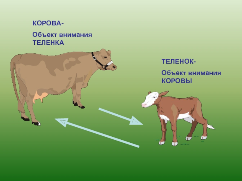 Объект внимания. Спасибо за внимание корова. Спасибо за внимание для презентации с коровой. Внимание корова. Корова с теленком для презентации.