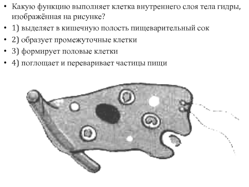 Промежуточные клетки. Пищеварительная клетка гидры функция. Клетка гидры изображенная на рисунке. Слоя тела гидры изображенная на рисунке. Пищеварительная клетка гидры рисунок.