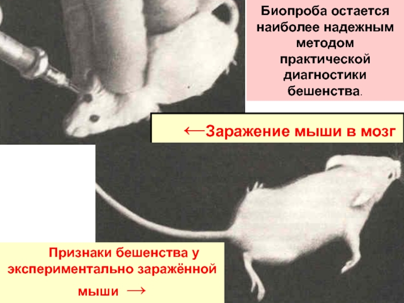 Вакцина мыши. Биопроба на белых мышах бешенство. Культивирование вируса бешенства. Заражение лабораторных животных. Исследования на мышах.