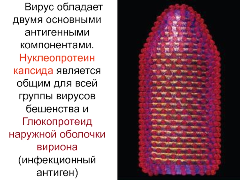 Презентация на тему бешенство микробиология - 93 фото