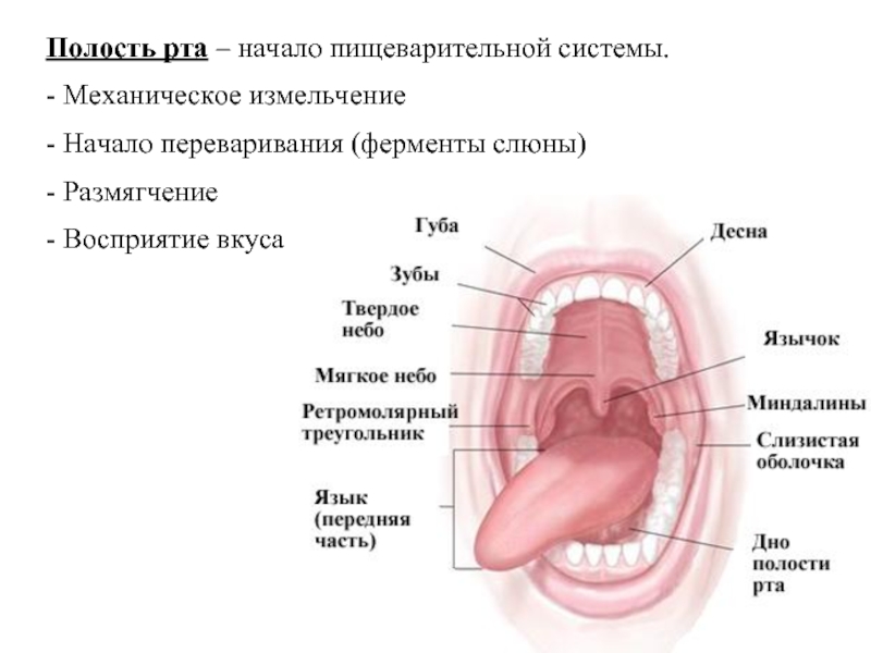 Выберите три верно обозначенные подписи к рисунку на котором изображено строение ротовой полости