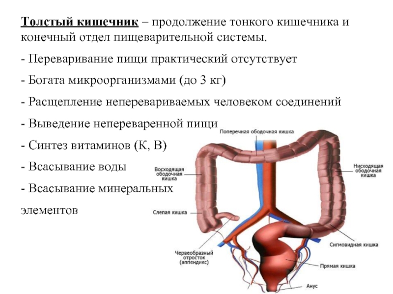 Схема болезни кишечника