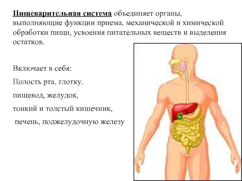 Какую функцию выполняет человек. Система органов пищеварительная органы и функции. Пищеварительная система человека выполняемые функции. Система органов пищеварения функции органов пищеварения. Функции в организме человека выполняет пищеварительная система.