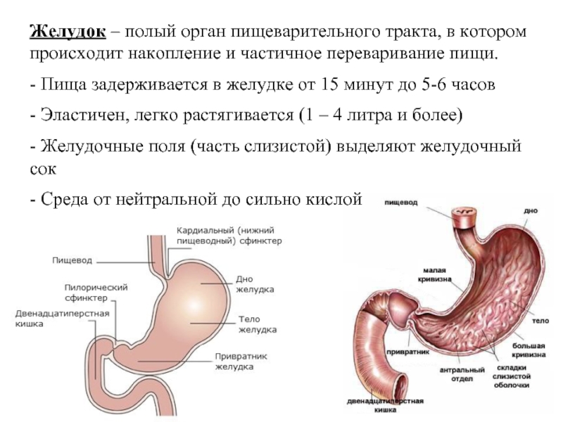 Схема строения желудка