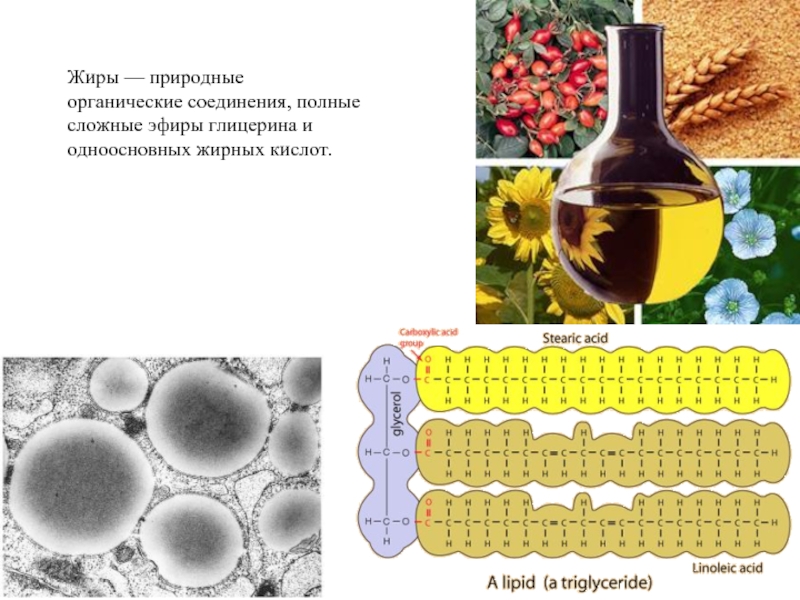 Натуральные жиры. Природные жиры. Жиры сложные эфиры глицерина и жирных кислот. Природные жиры являются. Природное органическое вещество жир.