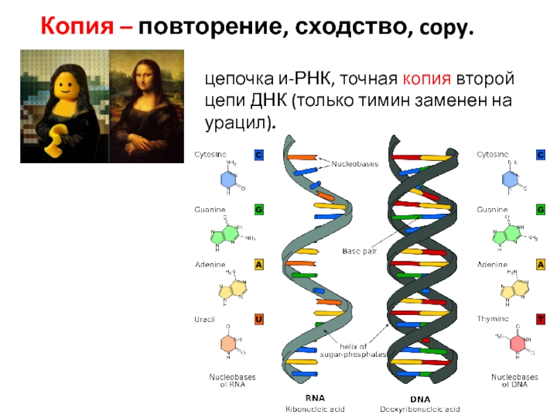 2 цепь днк и рнк. Цепочка ДНК. Цепь РНК. Вторая цепь РНК. Тимин у ДНК И РНК.