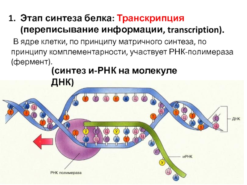 Каким номером на рисунке обозначена молекула на которой располагается промотор