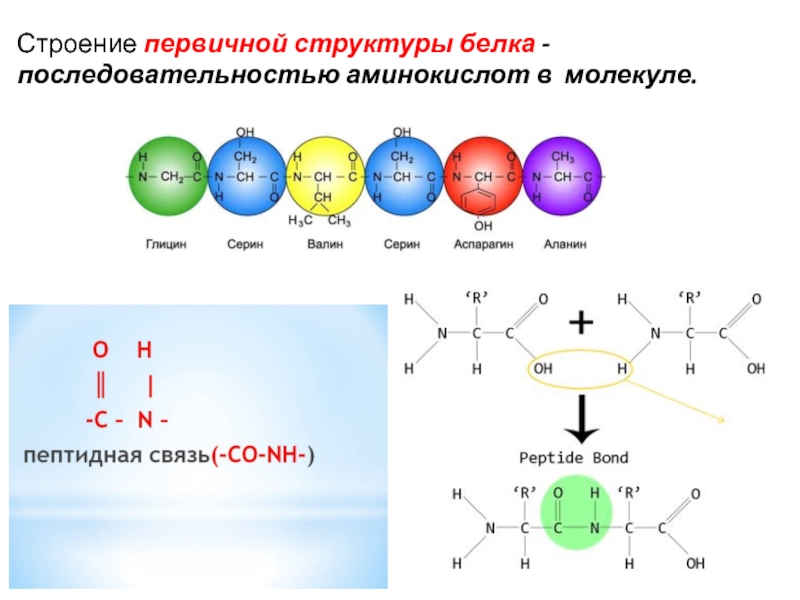 Одну молекулу белка кодирует