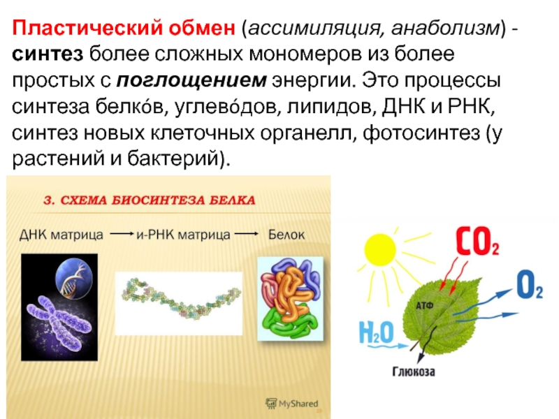 Синтез белка фотосинтез. Пластический обмен. Пластический обмен веществ процессы. Этапы пластического обмена Биосинтез белка. Пластический обмен это процесс.